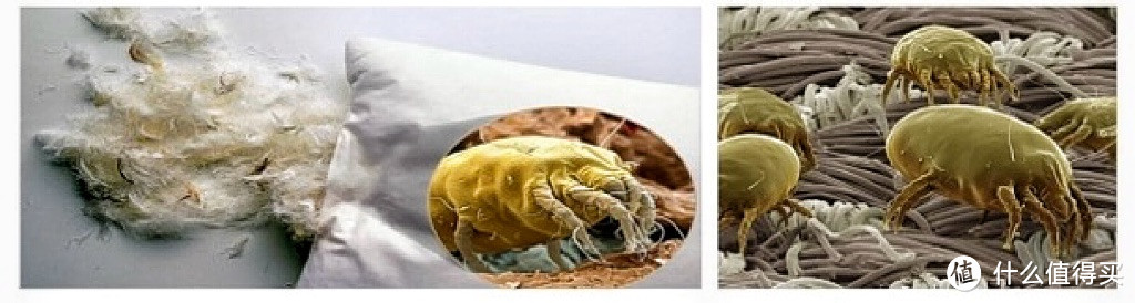 家里的床垫地毯怎么清洁？灰尘、螨虫、毛发、污渍……布艺家居如何选择清洁电器？